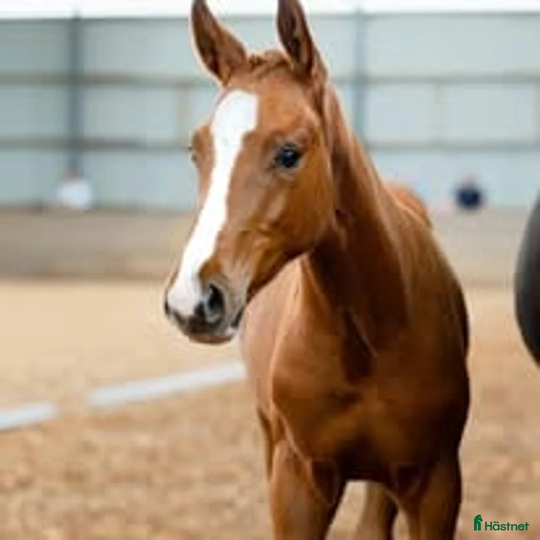 Dressyr hästar till salu: Snygg hingst med Elitmöderne i Östervåla - Annons 4