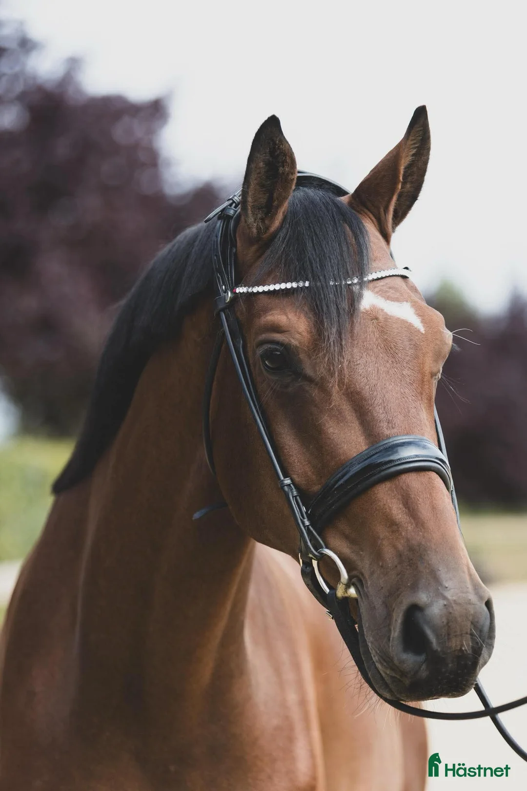 Dressyr hästar till salu: 4-year-old by Floriscount / Franklin. i Værløse - Annons 3