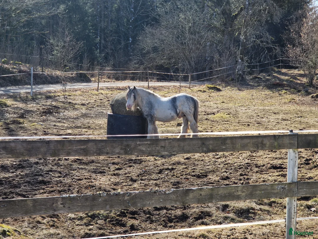 Sällskap hästar till salu: Världens snällaste hingst söker sitt sista hem! i Tranemo - Annons 8