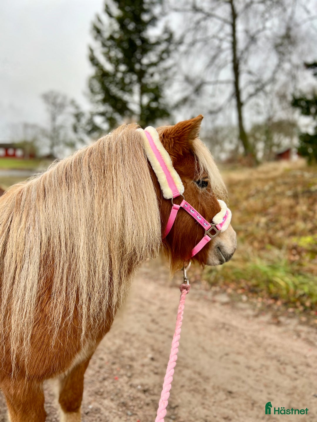 Allround hästar till salu: 2 fina barnvänliga ston i Kolbäck - Annons 6