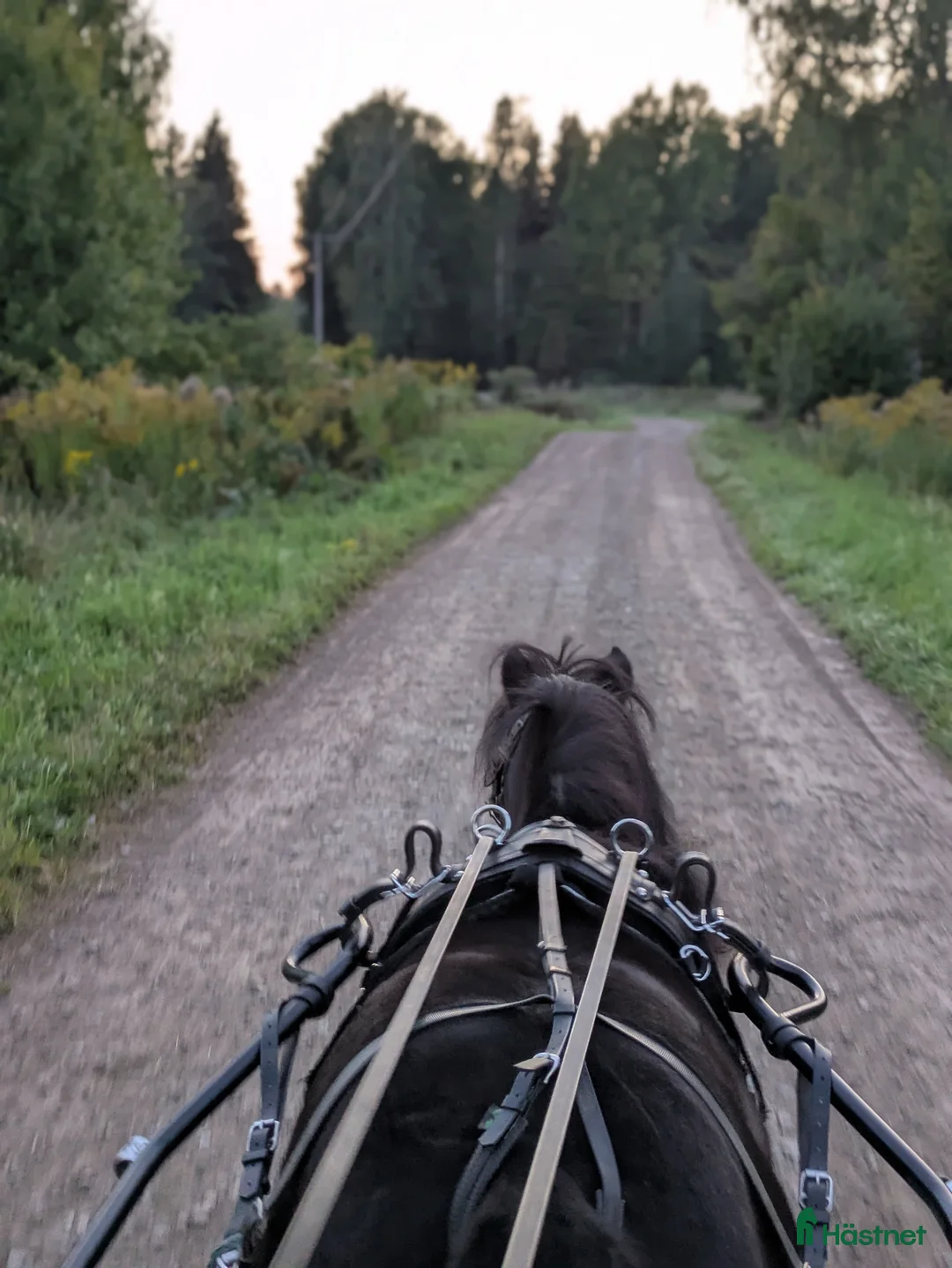 Allround hästar sökes: Ungponny för inkörning att köpa - Annons 6