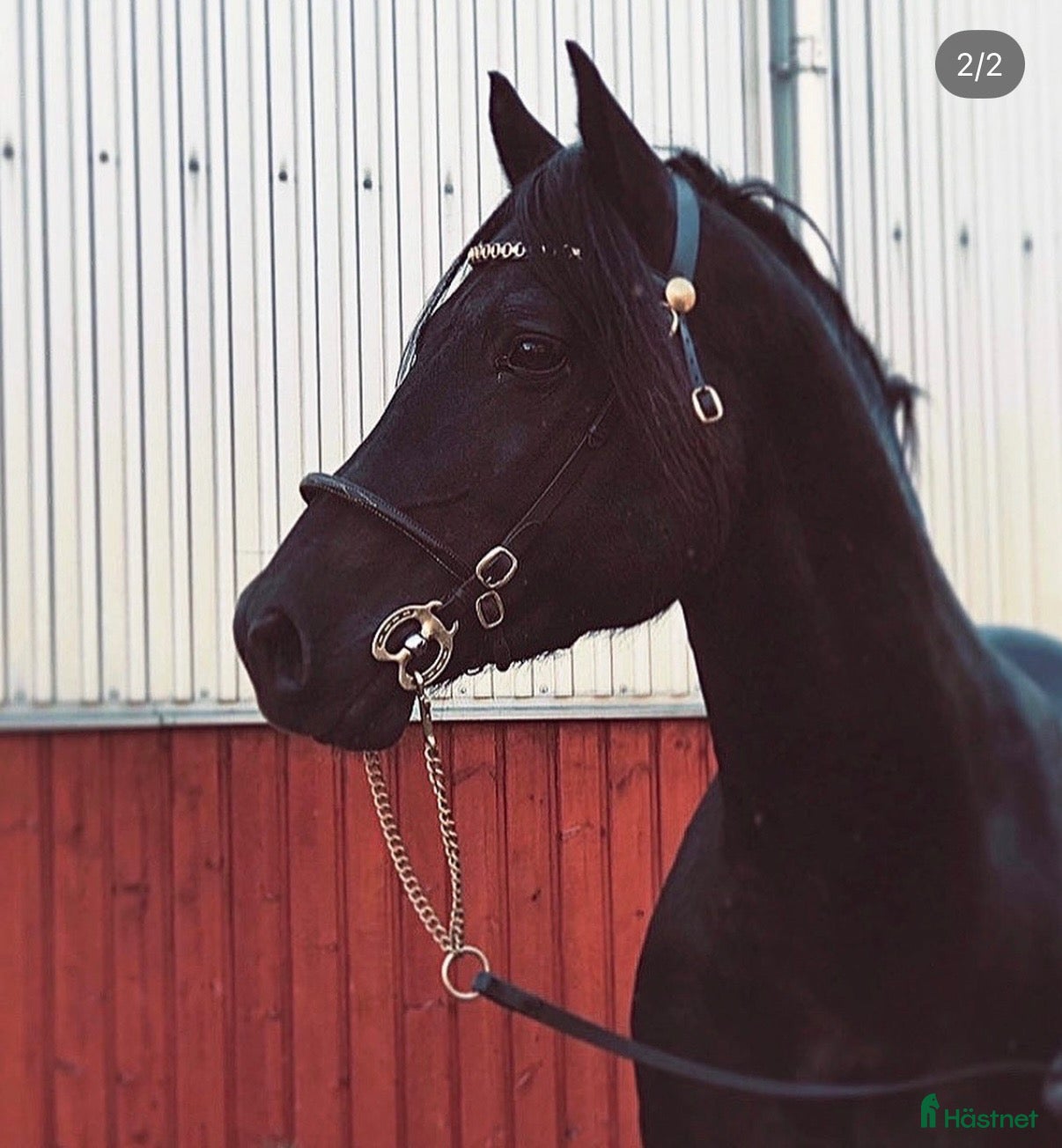  hästar Vacker Welsh Cob hingst utlånas! - Annons 8
