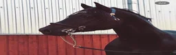 Dressyr hästar till salu: Vacker Welsh Cob hingst utlånas! i Säter - Annons 1