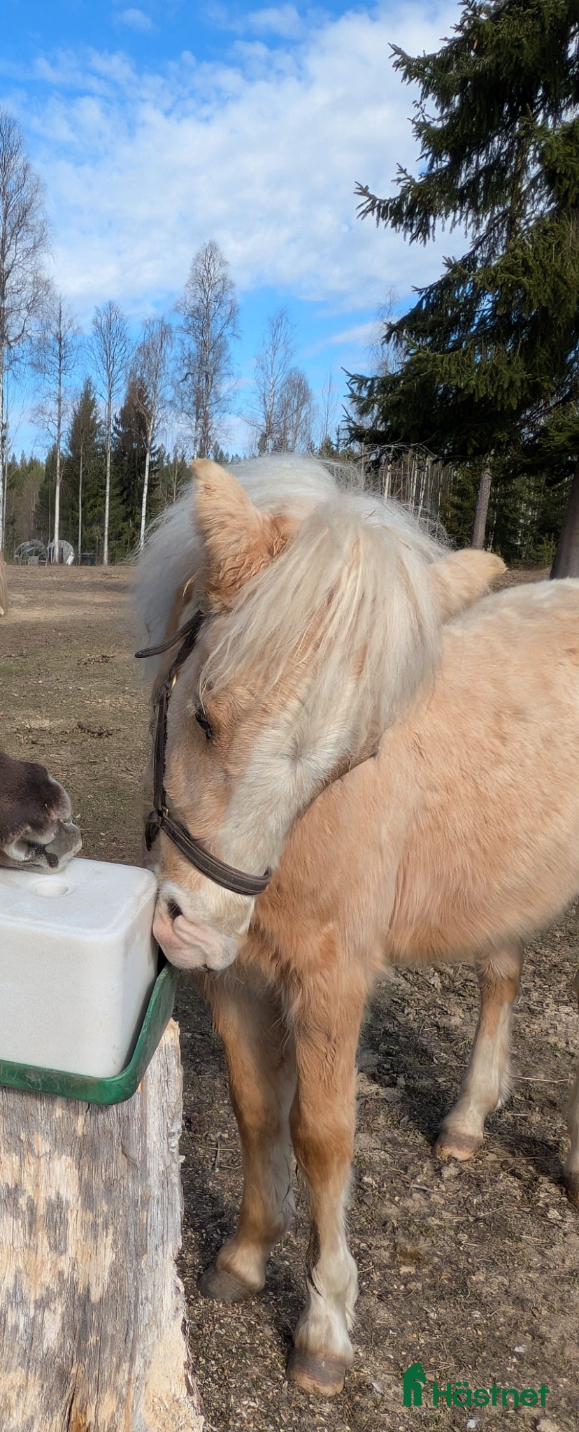  hästar Vacker Lovande Kille . - Annons 7