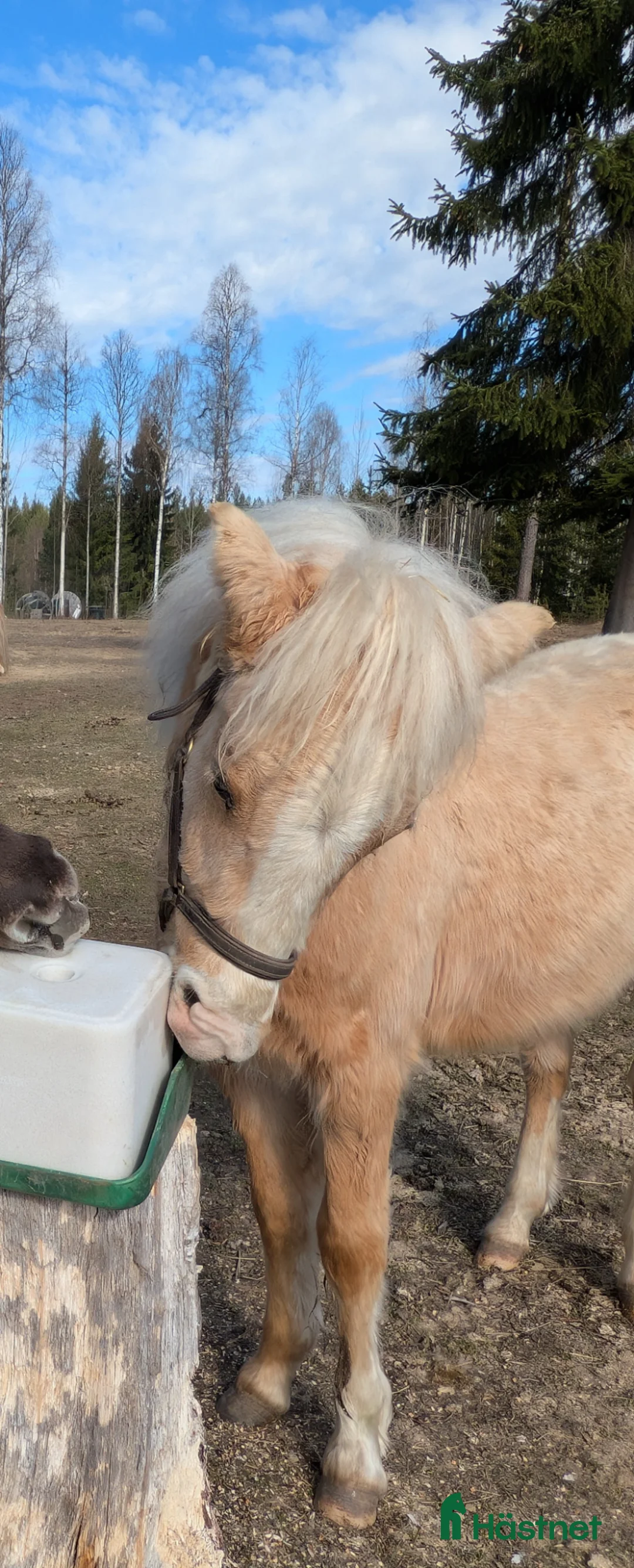 Allround hästar till salu: Vacker Lovande Kille . - Annons 1