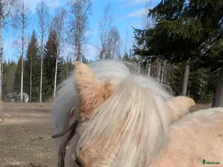 hästar Vacker Lovande Kille . - Annons 7