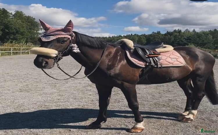  hästar i Enköping - Annons 11