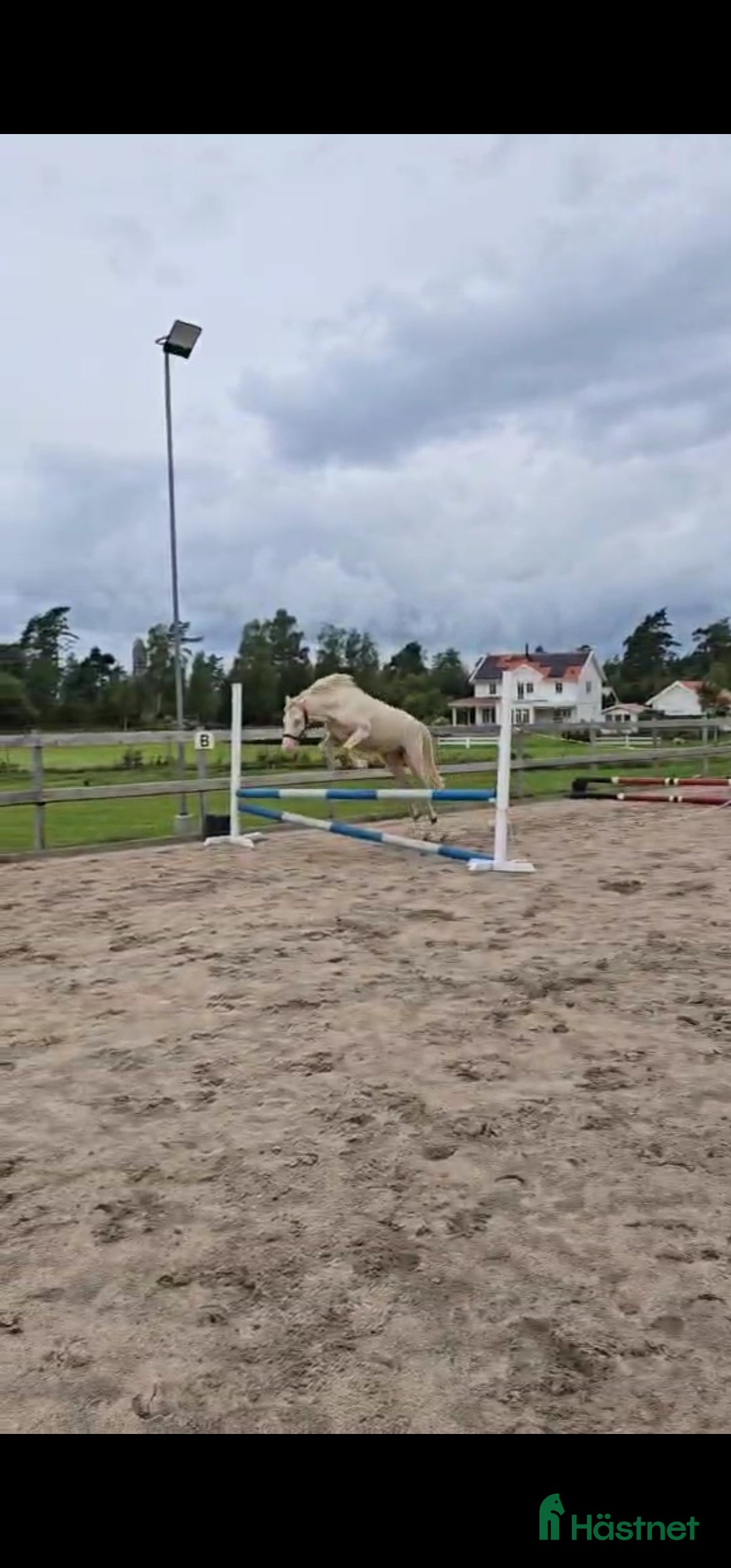 Allround hästar till salu: Framtidsponny med ovanligt färganlag i Åsa - Annons 4