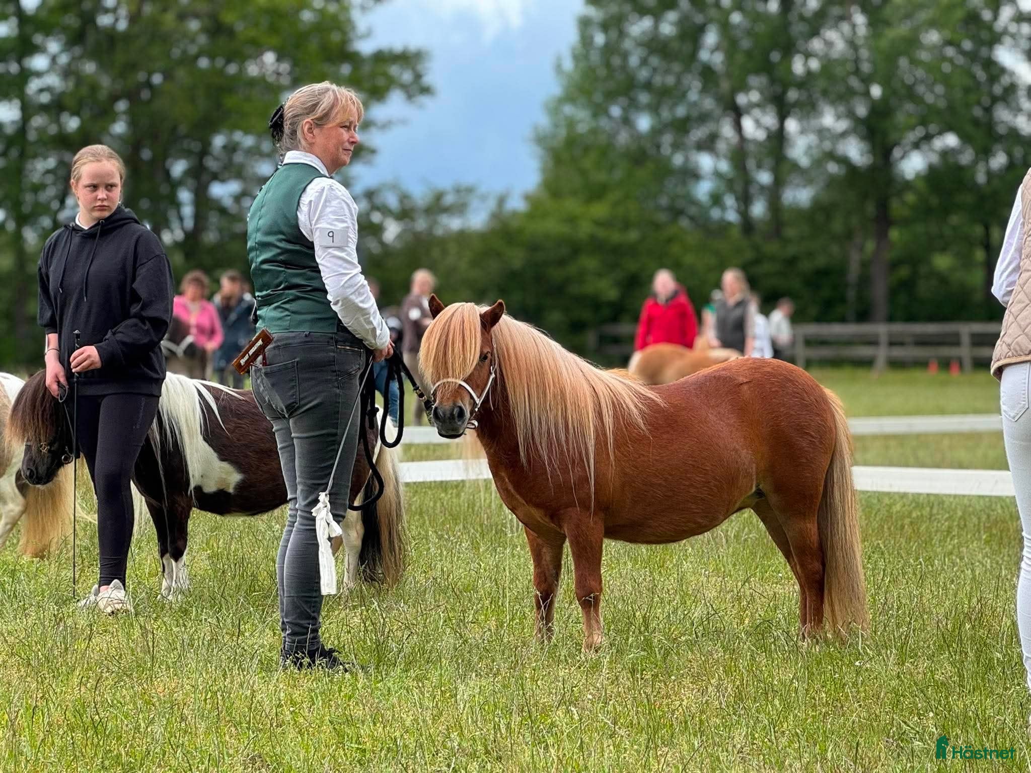  hästar Vacker ministo - Annons 13