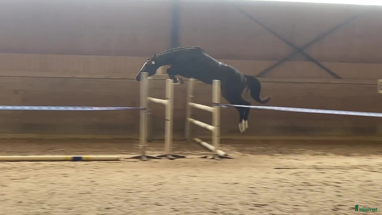  hästar Snygg 3-åring, hopp/fälttävlan e. Cannobio - Annons 7