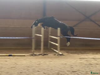 hästar Snygg 3-åring, hopp/fälttävlan e. Cannobio - Annons 7