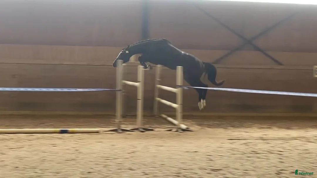 Fälttävlan hästar till salu: Snygg 3-åring, hopp/fälttävlan e. Cannobio - Annons 1