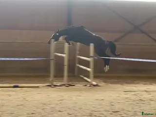 hästar Snygg 3-åring, hopp/fälttävlan e. Cannobio - Annons 8