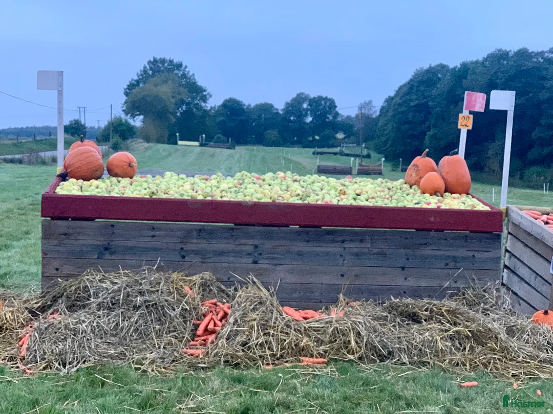  hästgårdar uthyres: Boxar/del av stall, 14 boxar i nordvästra Skåne i Össjö - Annons 10