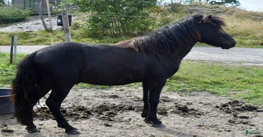  hästar i Högsäter - Annons 4