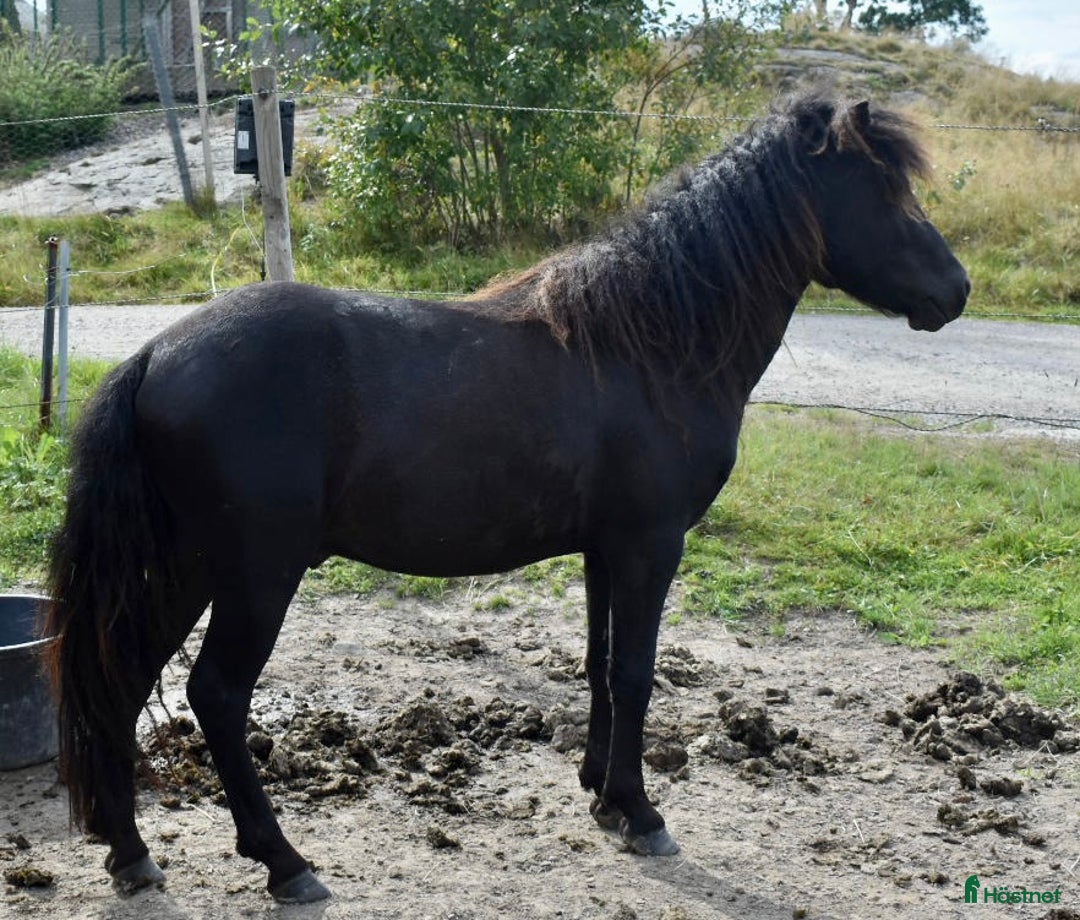 Allround hästar till salu: Supersöt krullig valack i Högsäter - Annons 2