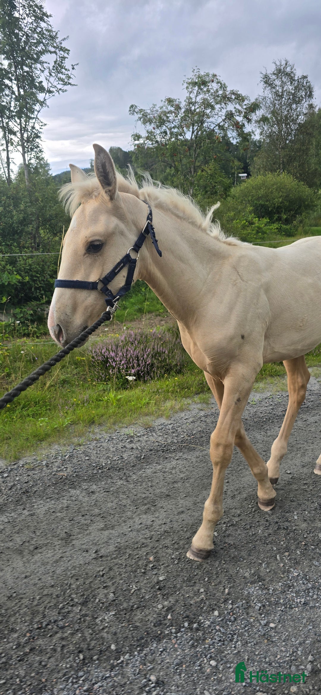 Dressyr hästar till salu:  PRE kille för den kräsna 💙 Palomino. Passa på i Veddige - Annons 7