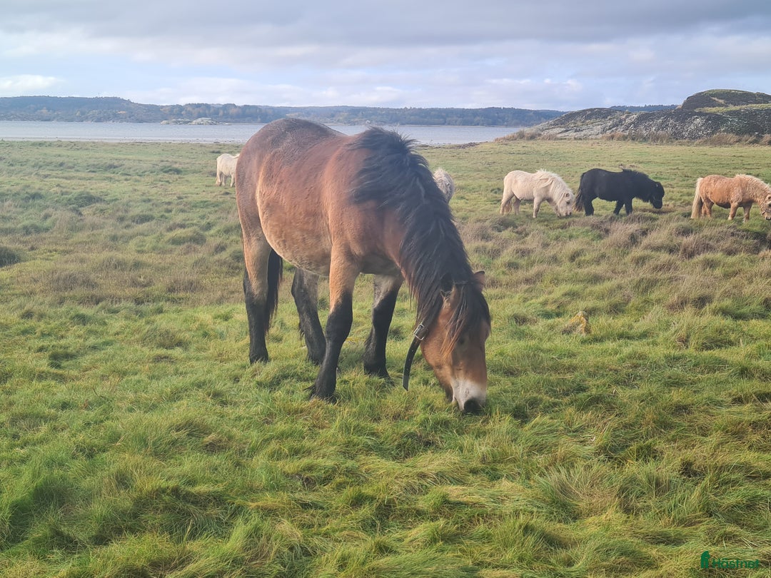 Allround hästar till salu: Nordsvensk sto 1 år i Henån - Annons 5