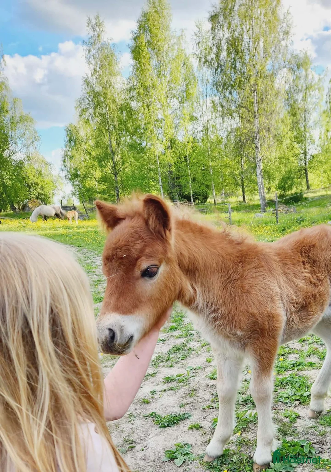 Allround hästar till salu: Underbart minishetlandssto! - Annons 7