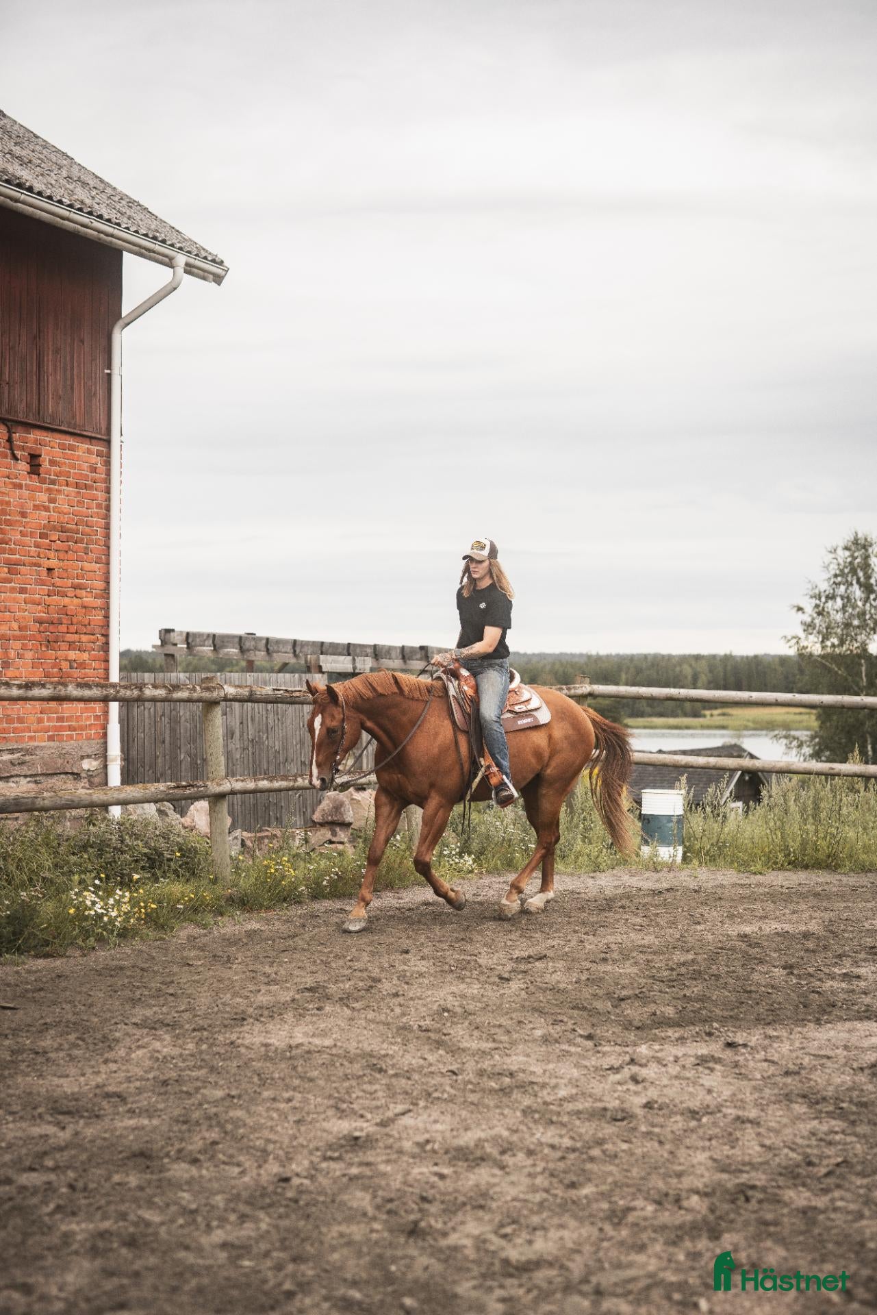  hästar Quartervalack med hjärta av guld - Annons 1
