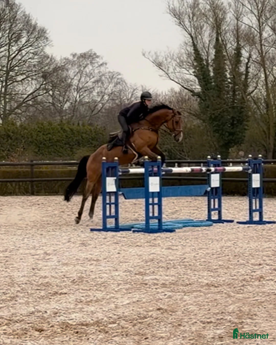 Hoppning hästar till salu: Häst med mycket kapacitet i Saxtorp - Annons 1