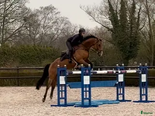 hästar Häst med mycket kapacitet - Annons 2