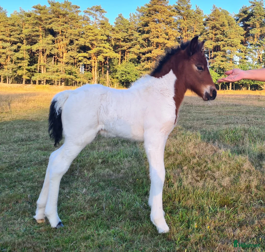 Island hästar till salu: Hingstföl med utstrålning! - Annons 6