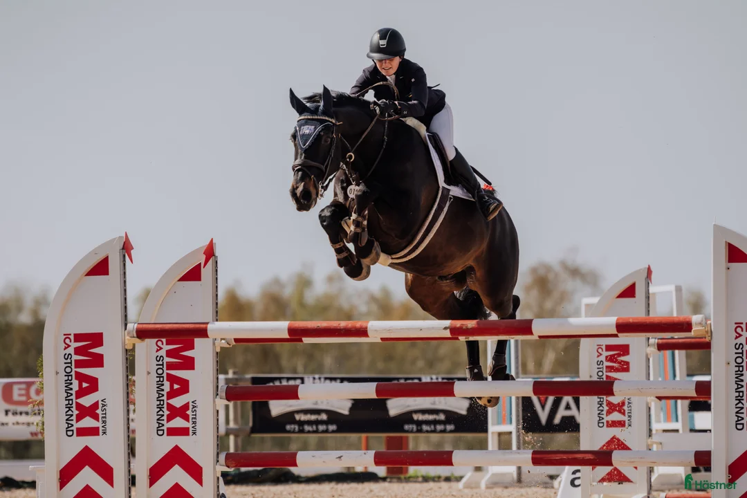 Hoppning hästar till salu: Rosettplockare - Annons 2