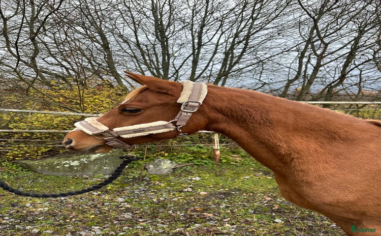  hästar i Närpes - Annons 6