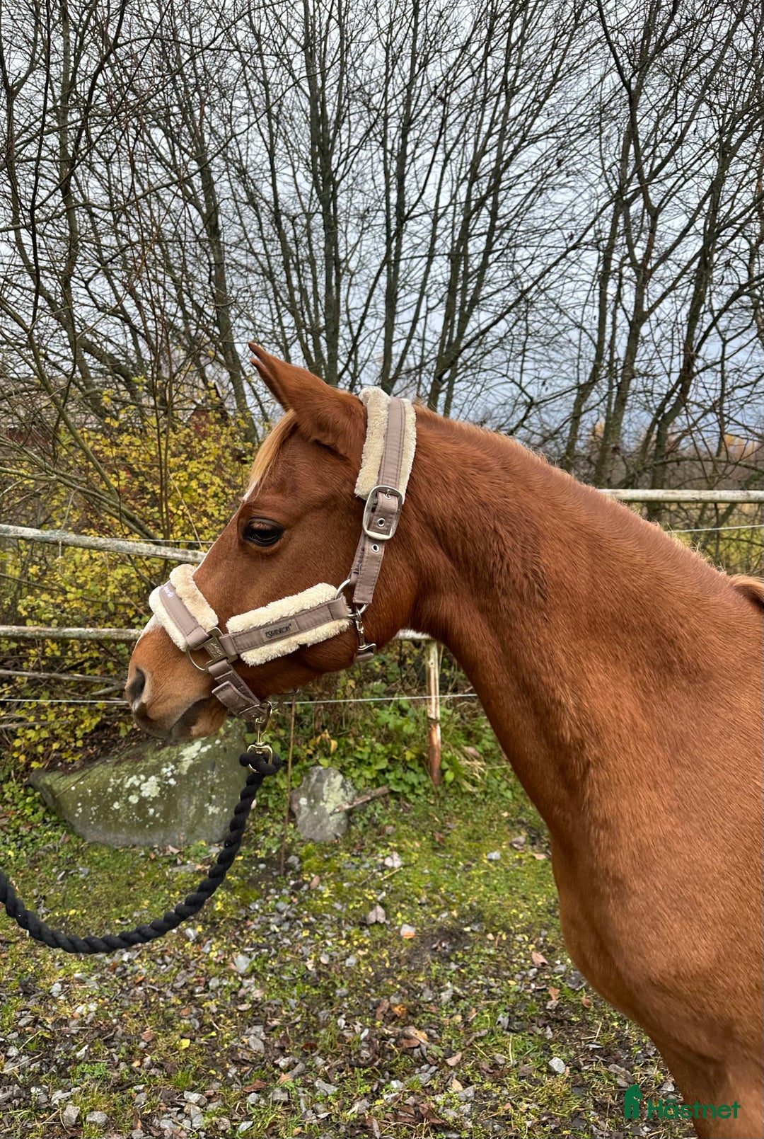 Allround hästar till salu: Trevligt c-ponny sto i Närpes - Annons 1