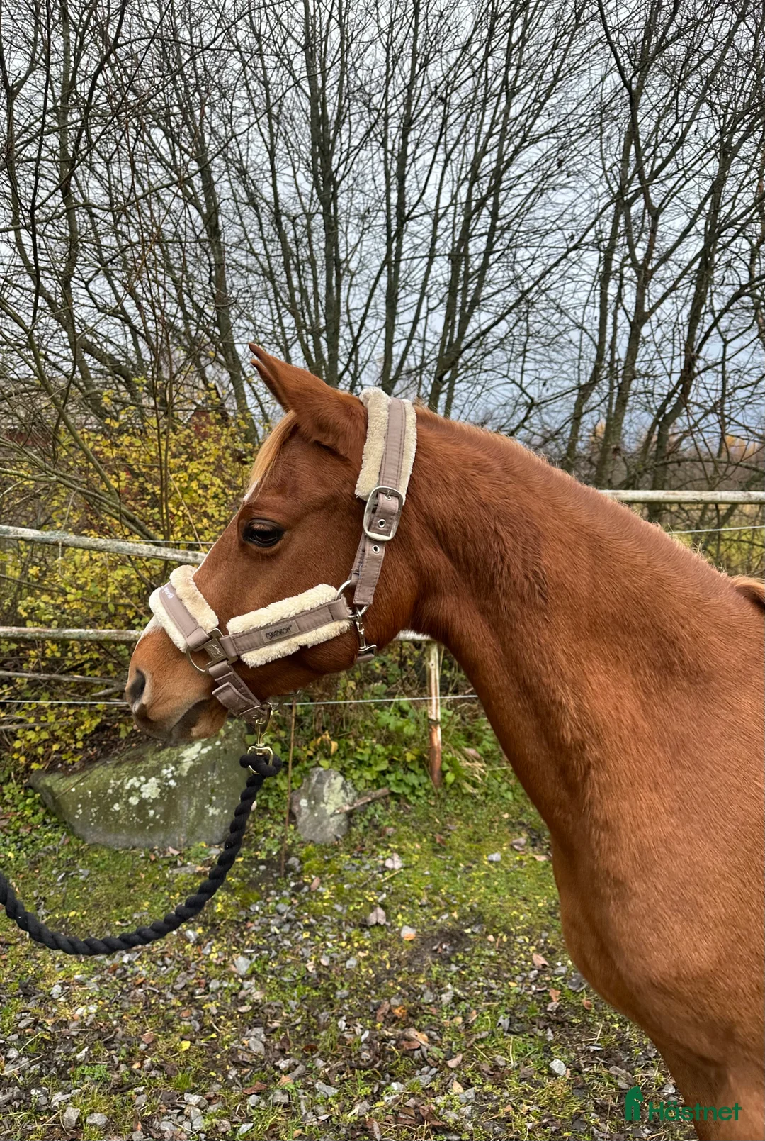 Allround hästar till salu: Trevligt c-ponny sto i Närpes - Annons 1