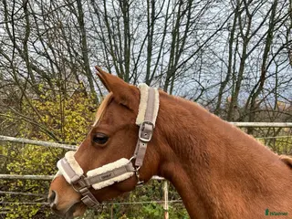 Allround hästar till salu: Trevligt c-ponny sto i Närpes - Annons 1
