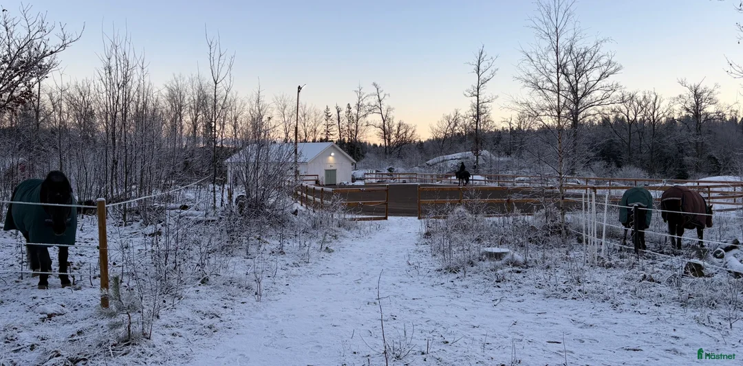  stallplats finnes: Stallplats i nybyggt stall med 6 boxar  - Annons 11