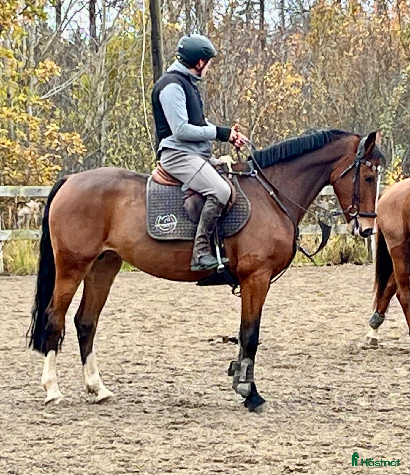 Hoppning hästar till salu: Talangfull sporthäst (e. Million Dollar) - Annons 1