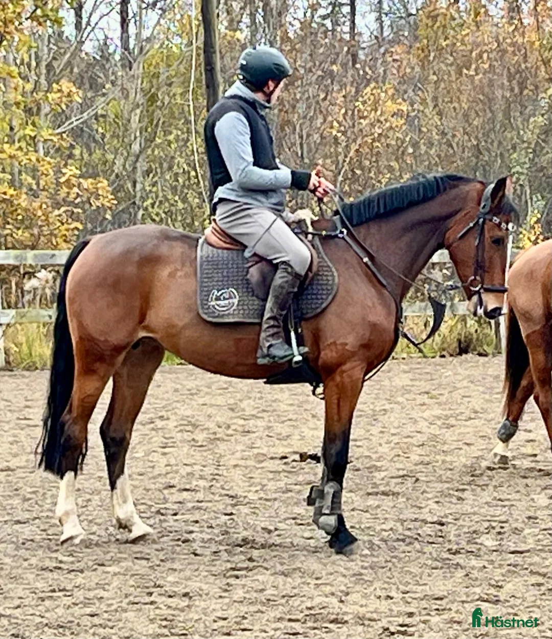 Hoppning hästar till salu: Talangfull sporthäst (e. Million Dollar) - Annons 1