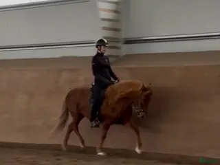 hästar Trevligt sto med separerade gångarter - Annons 3