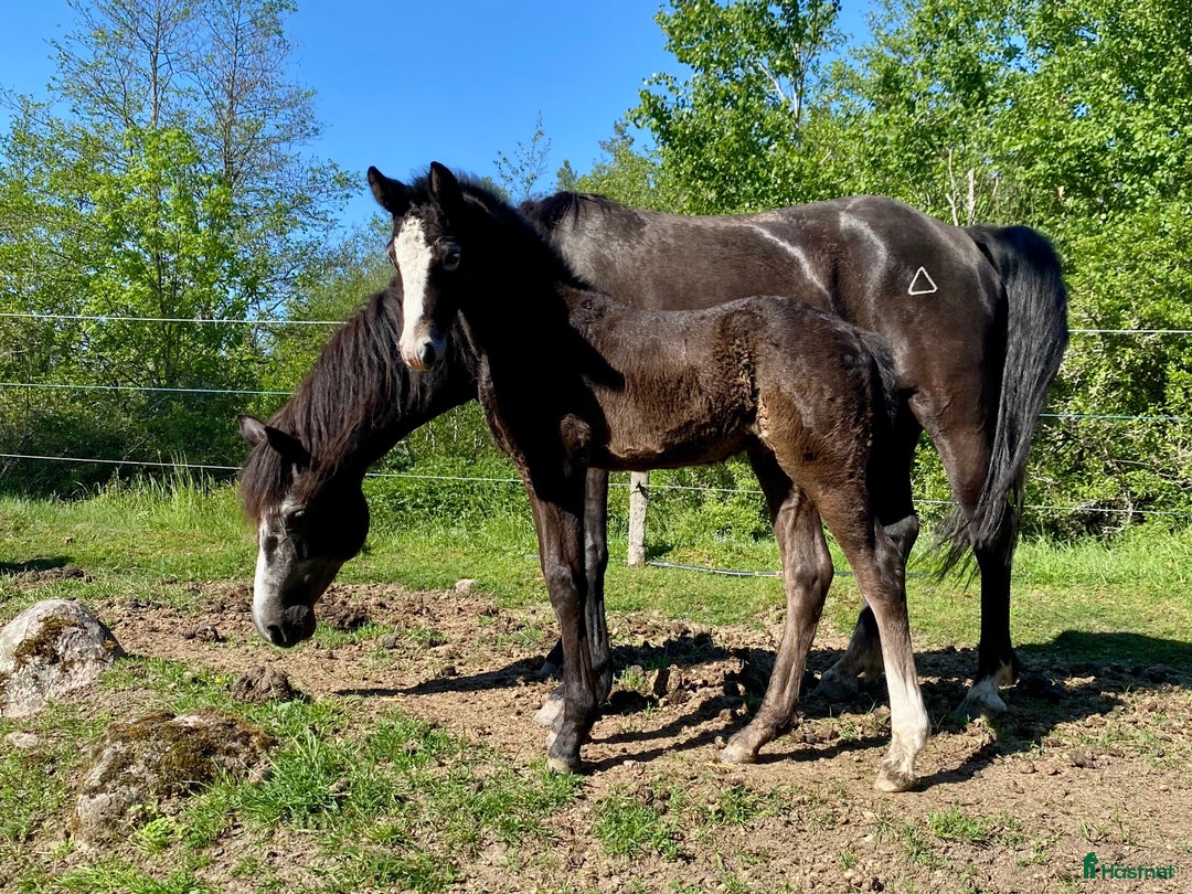 Allround hästar till salu: Lovande ettårig connemarahingst i Norsholm - Annons 7