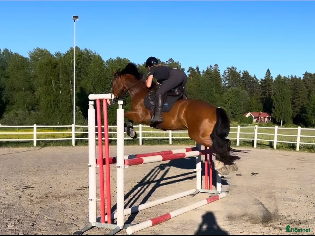Allround hästar till salu: Mångsidig ponny med mycket power🌟 i Rånäs - Annons 1