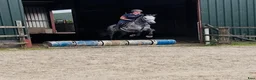 Allround hästar till salu: Connemara gelding 155cm - Annons 13