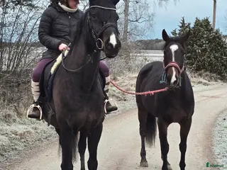 hästar Mkt vackert sto i Kungsör - Annons 17