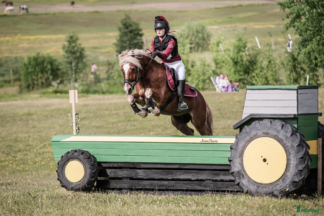 Fälttävlan hästar sökes: Ny kompis för fälttävlan sökes! i Vålberg - Annons 2