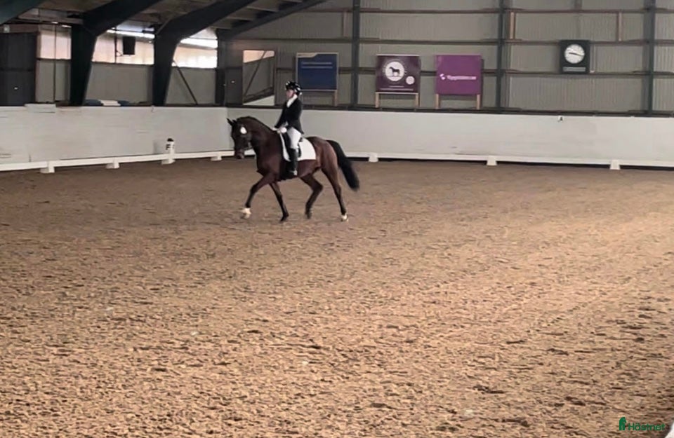  hästar Drömkillen  - Annons 2