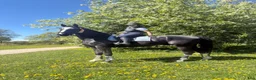  hästservice finnes: Inridning, utbildning sörmland - Annons 2