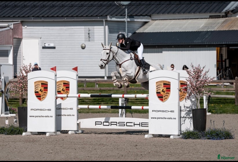 Hoppning hästar till salu: TOP CHILDREN/JUNIOR HORSE FOR SALE - Annons 1