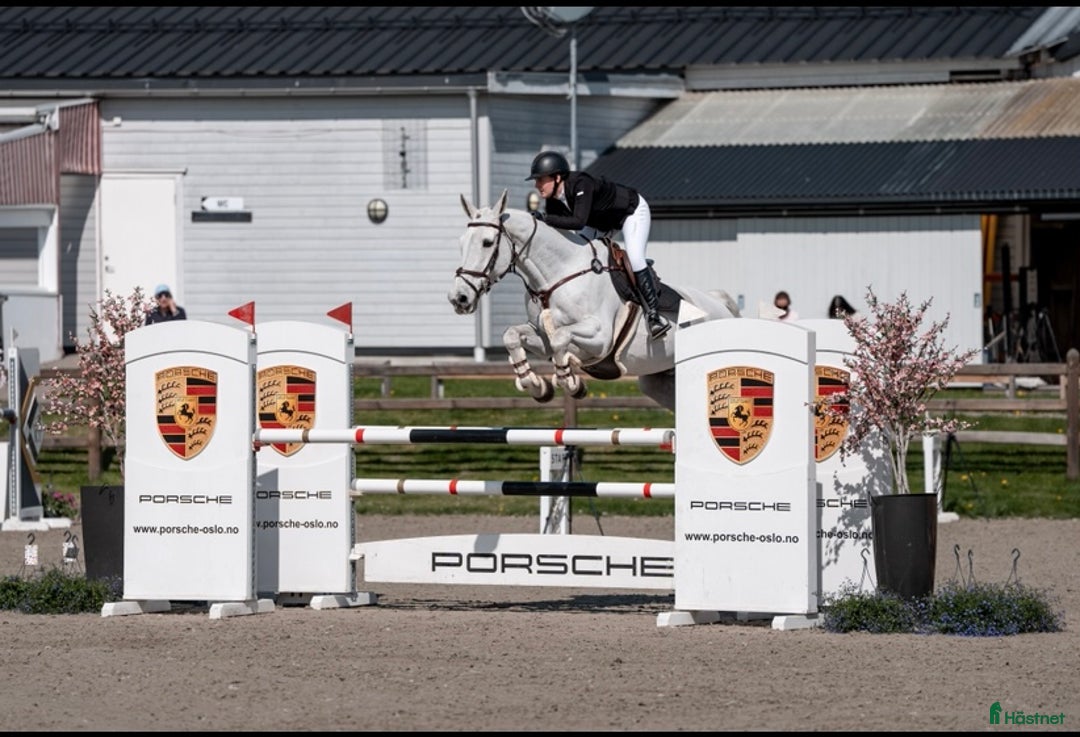 Hoppning hästar till salu: TOP CHILDREN/JUNIOR HORSE FOR SALE - Annons 1