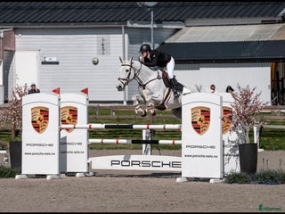 hästar TOP CHILDREN/JUNIOR HORSE FOR SALE - Annons 3