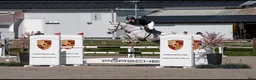 Hoppning hästar till salu: TOP CHILDREN/JUNIOR HORSE FOR SALE - Annons 1
