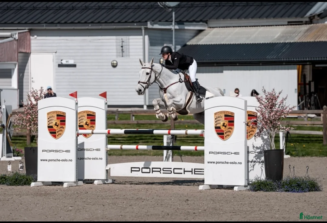 Hoppning hästar till salu: TOP CHILDREN/JUNIOR HORSE FOR SALE - Annons 1