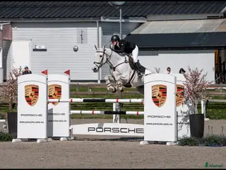 hästar TOP CHILDREN/JUNIOR HORSE FOR SALE - Annons 7