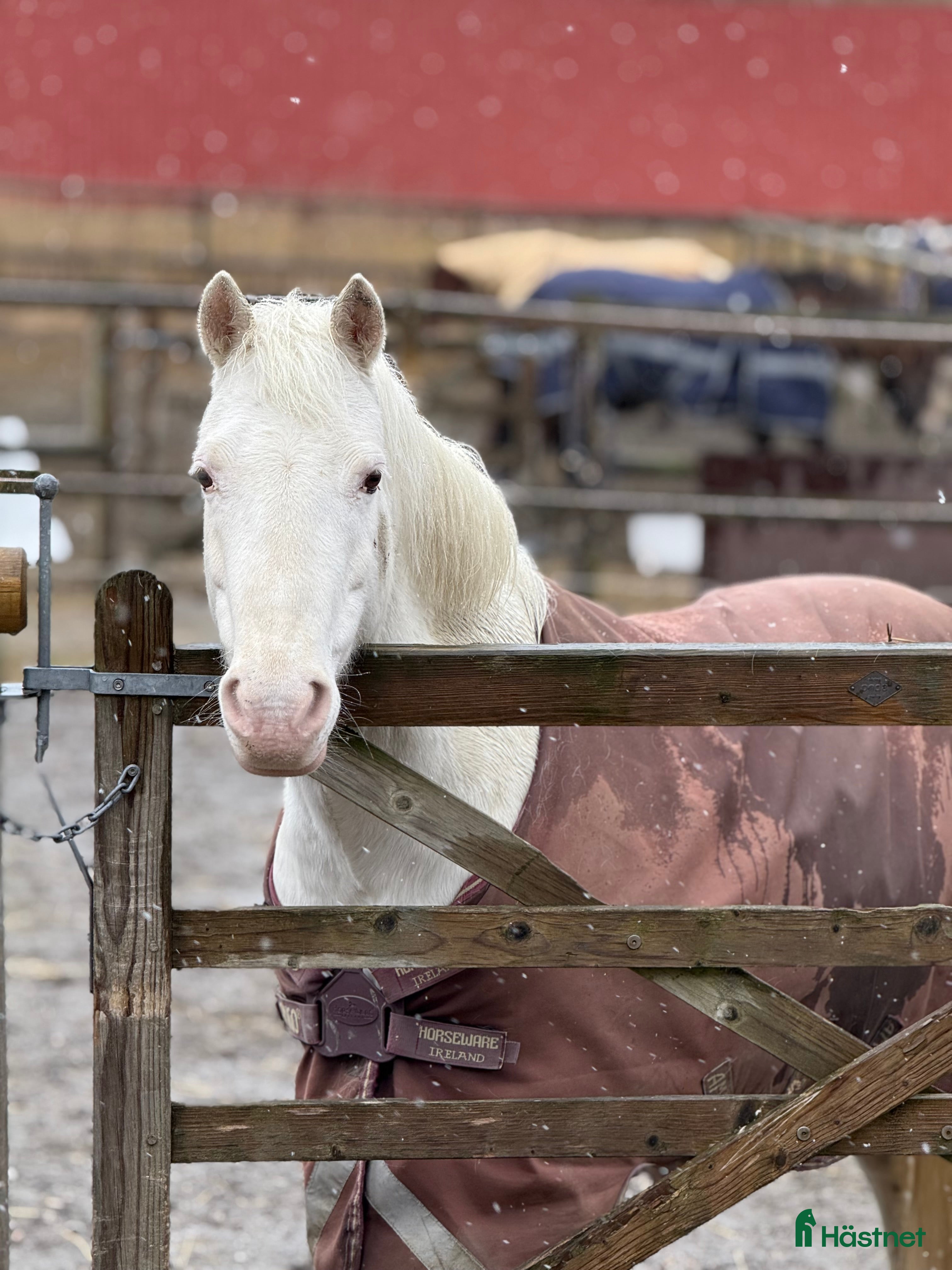 hästar Trevligt sto - Annons 10